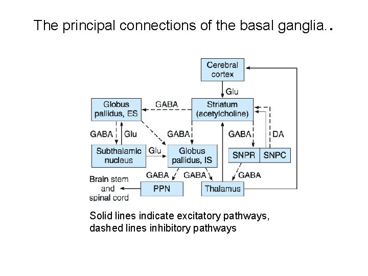 The principal connections of the basal ganglia. . Solid lines indicate excitatory pathways, dashed