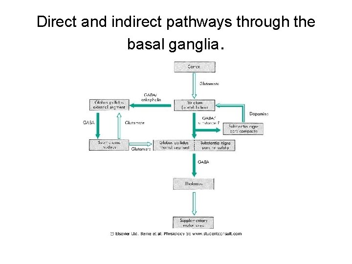 Direct and indirect pathways through the basal ganglia. 