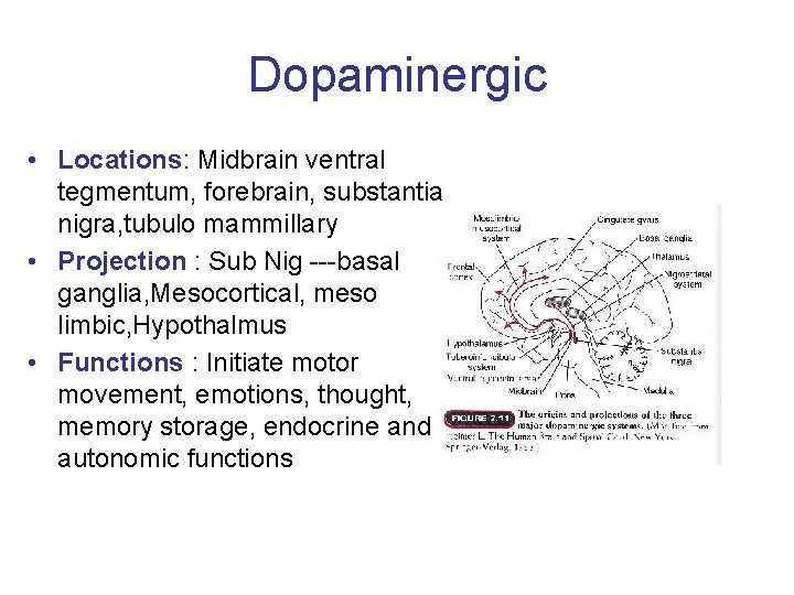 Dopaminergic • Locations: Midbrain ventral tegmentum, forebrain, substantia nigra, tubulo mammillary • Projection :