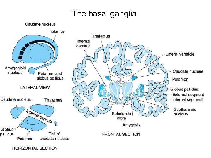 The basal ganglia. 