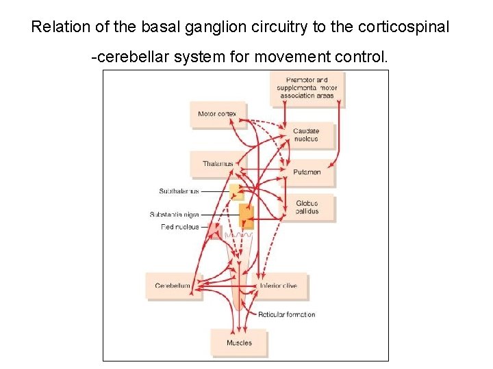Relation of the basal ganglion circuitry to the corticospinal -cerebellar system for movement control.