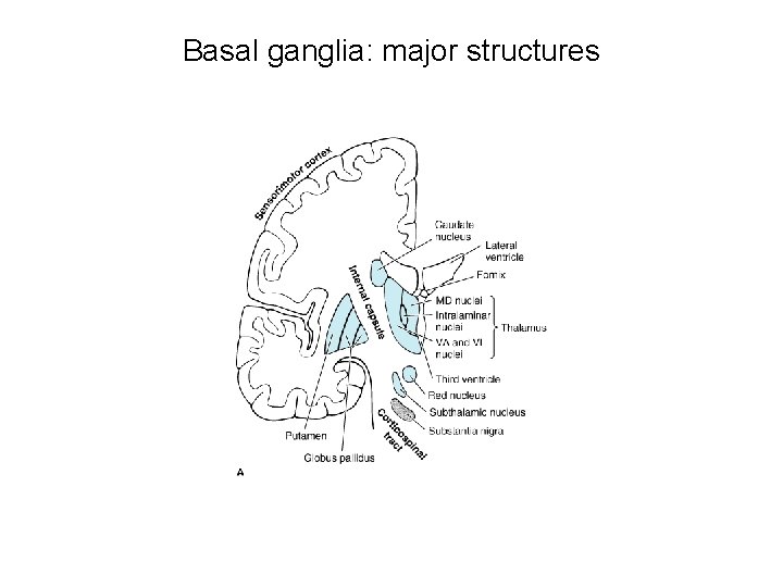 Basal ganglia: major structures 