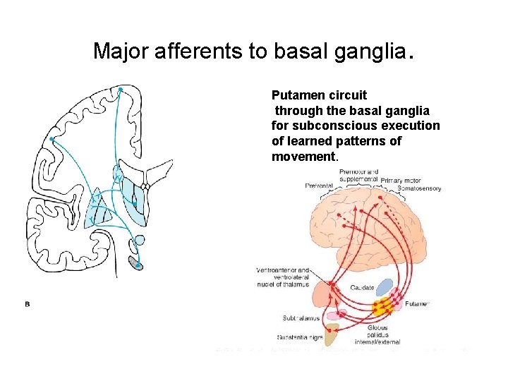 Major afferents to basal ganglia. Putamen circuit through the basal ganglia for subconscious execution