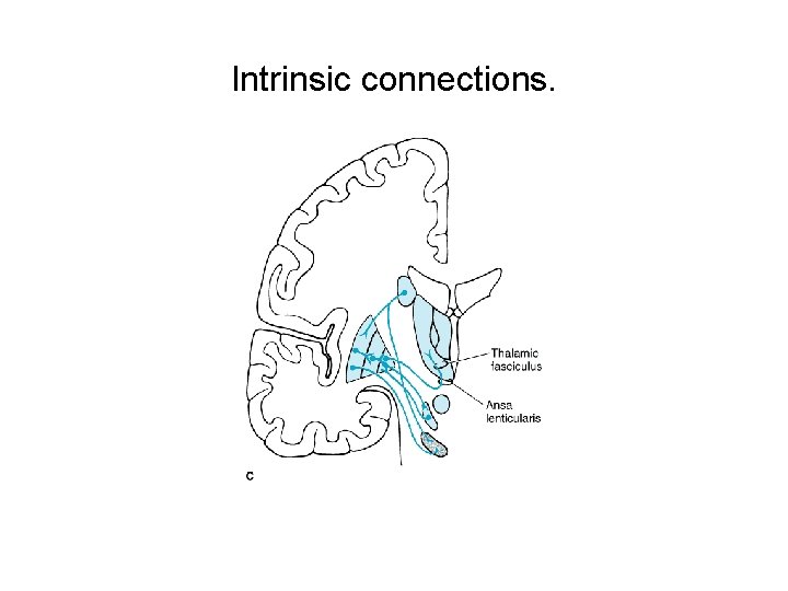 Intrinsic connections. 