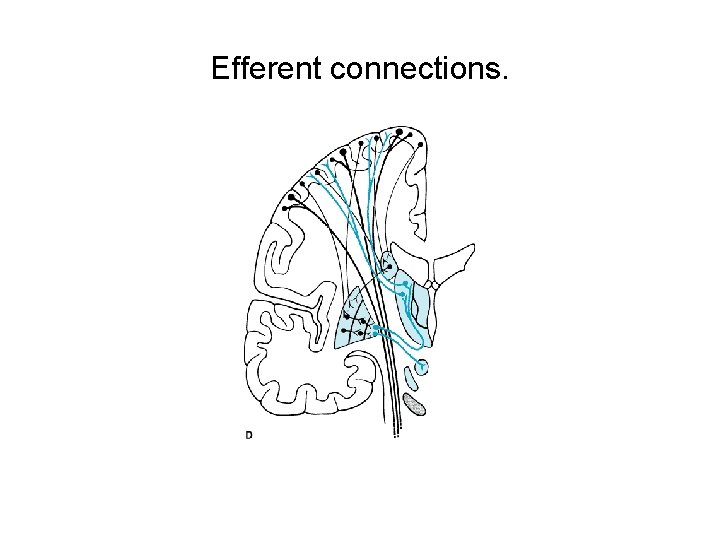 Efferent connections. 