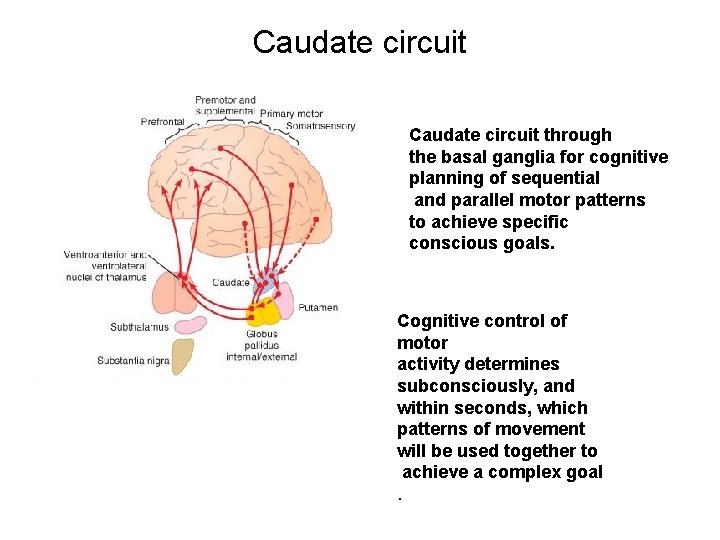 Caudate circuit through the basal ganglia for cognitive planning of sequential and parallel motor