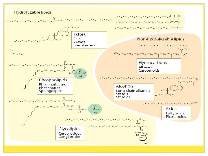 TYPES OF LIPID PRESENTED BY SANIA TAHRIM DEPARTMENT