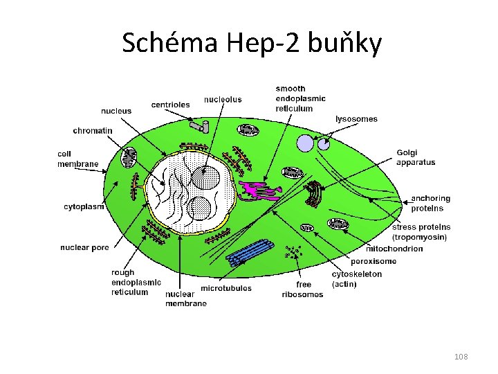 Schéma Hep-2 buňky 108 