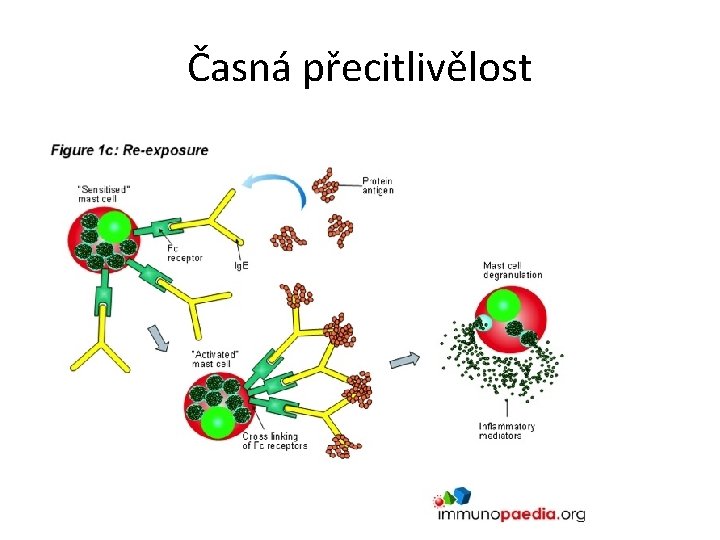 Časná přecitlivělost 