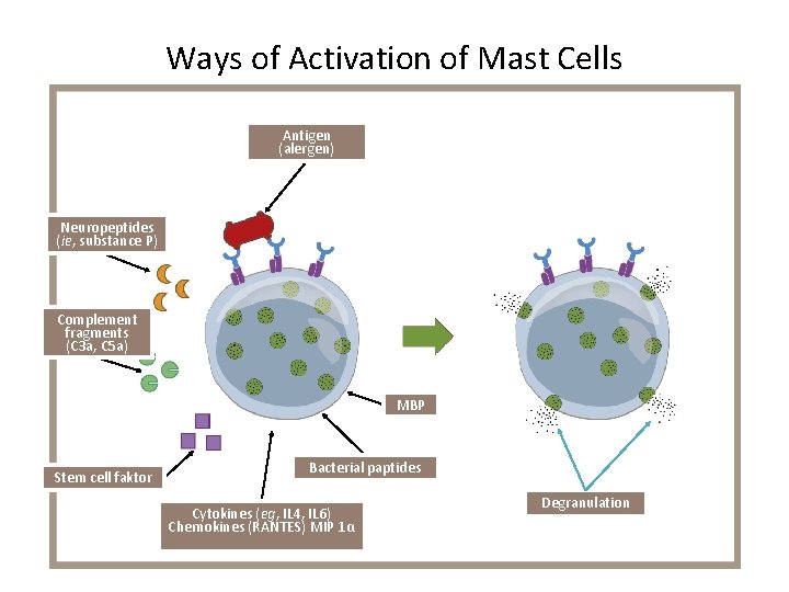 Ways of Activation of Mast Cells Antigen (alergen) Neuropeptides (ie, substance P) Complement fragments