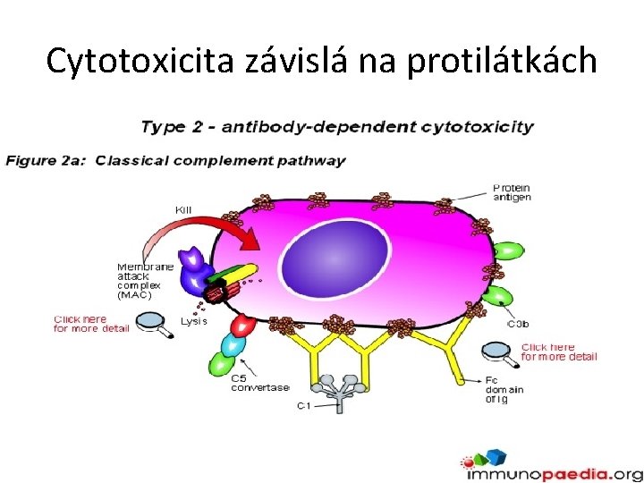 Cytotoxicita závislá na protilátkách 