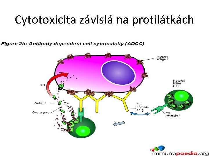 Cytotoxicita závislá na protilátkách 