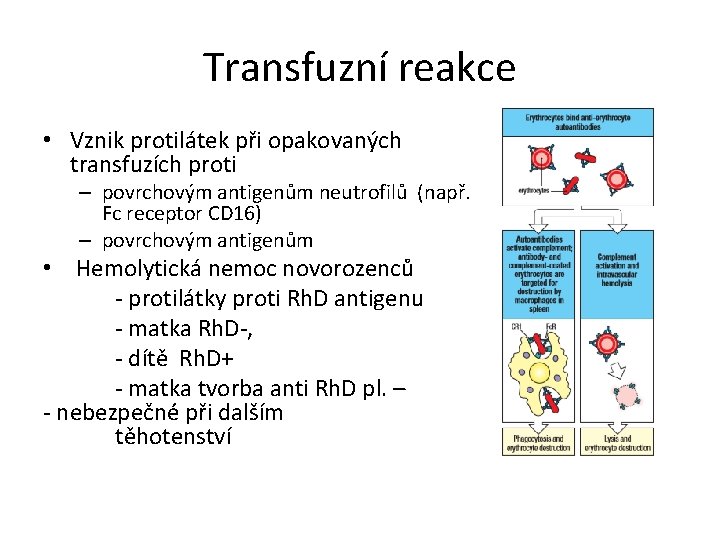 Transfuzní reakce • Vznik protilátek při opakovaných transfuzích proti – povrchovým antigenům neutrofilů (např.