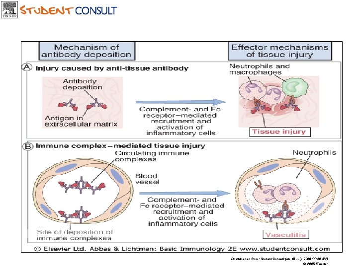 Downloaded from: Student. Consult (on 18 July 2006 11: 40 AM) © 2005 Elsevier