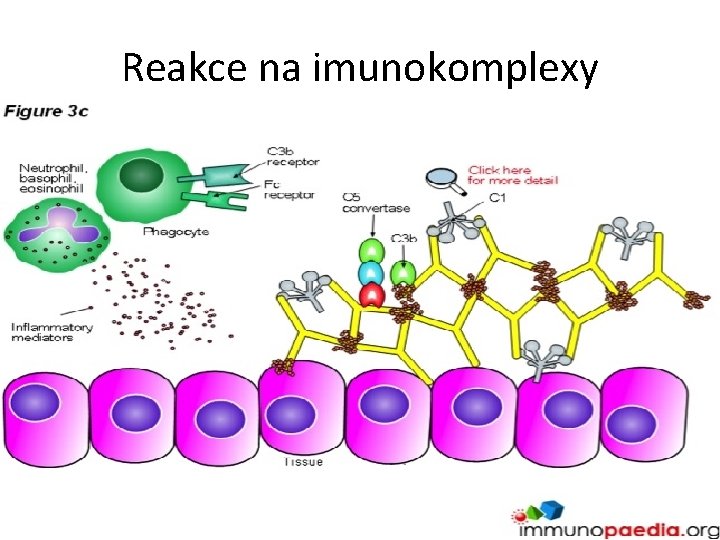 Reakce na imunokomplexy 