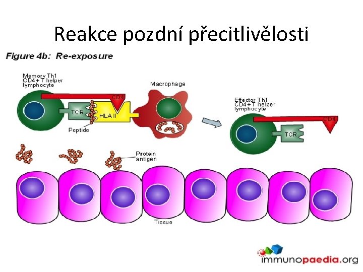 Reakce pozdní přecitlivělosti 