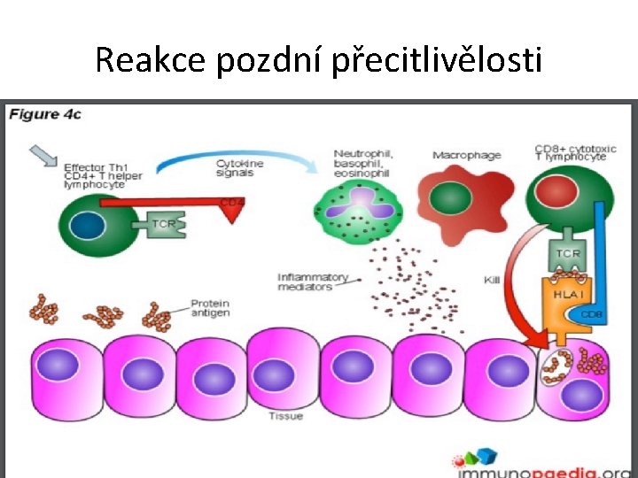 Reakce pozdní přecitlivělosti 