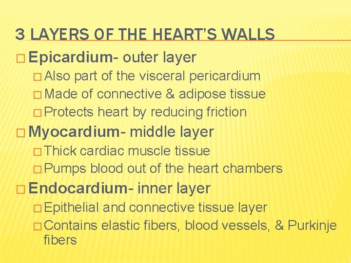 3 LAYERS OF THE HEART’S WALLS � Epicardium- outer layer � Also part of