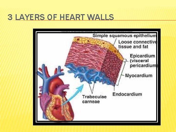 3 LAYERS OF HEART WALLS 