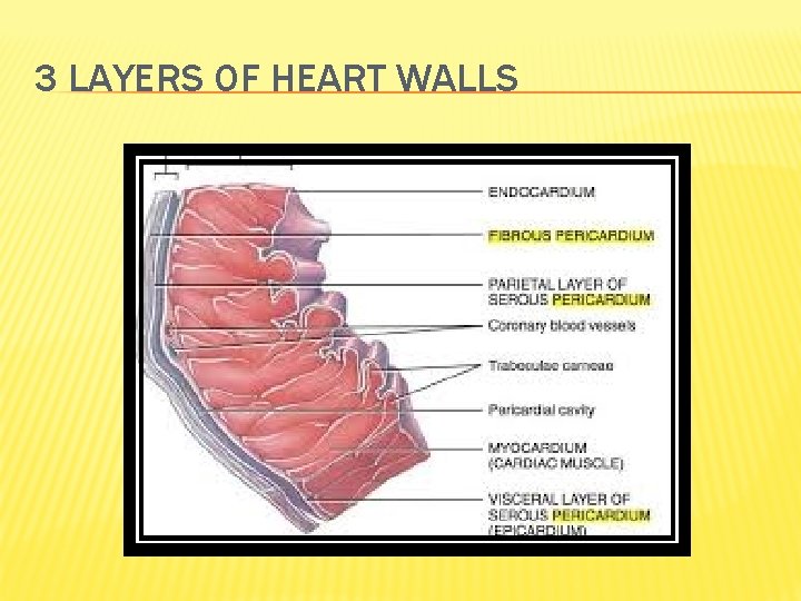 3 LAYERS OF HEART WALLS 