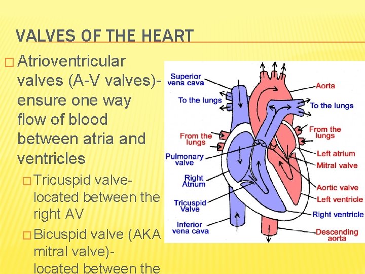 VALVES OF THE HEART � Atrioventricular valves (A-V valves)ensure one way flow of blood