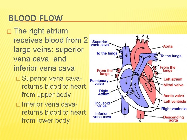 BLOOD FLOW � The right atrium receives blood from 2 large veins: superior vena