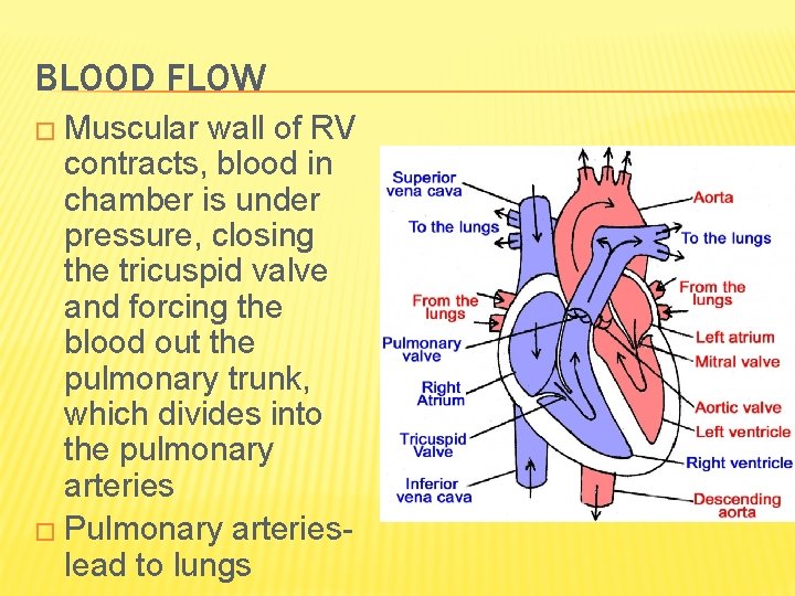BLOOD FLOW � Muscular wall of RV contracts, blood in chamber is under pressure,