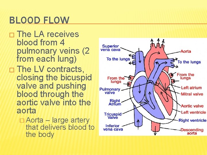 BLOOD FLOW � The LA receives blood from 4 pulmonary veins (2 from each