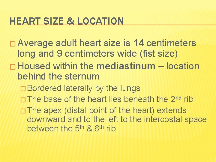 HEART SIZE & LOCATION � Average adult heart size is 14 centimeters long and