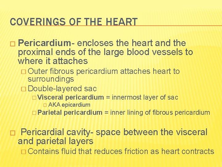 COVERINGS OF THE HEART � Pericardium- encloses the heart and the proximal ends of