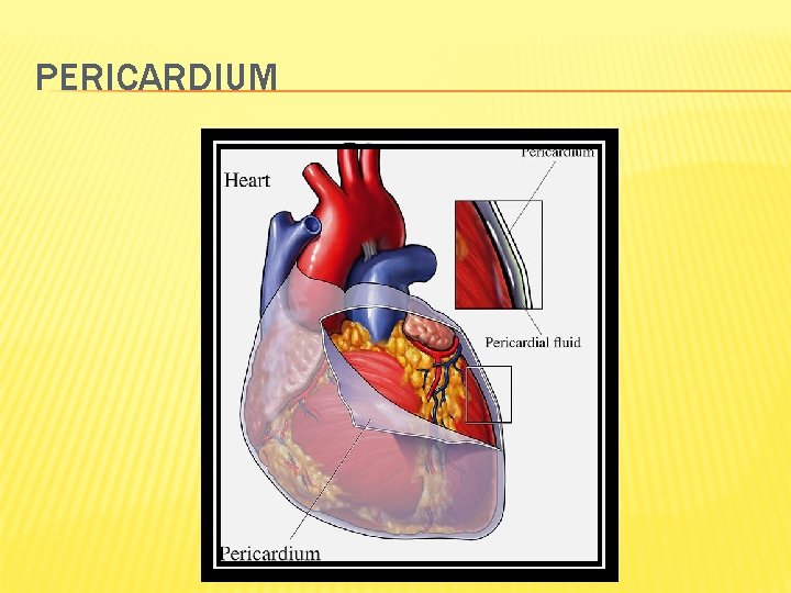 PERICARDIUM 