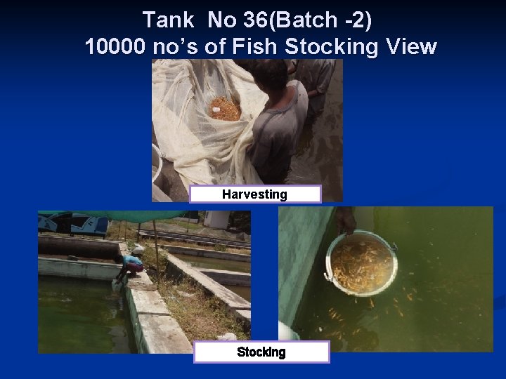 Tank No 36(Batch -2) 10000 no’s of Fish Stocking View Harvesting Stocking 