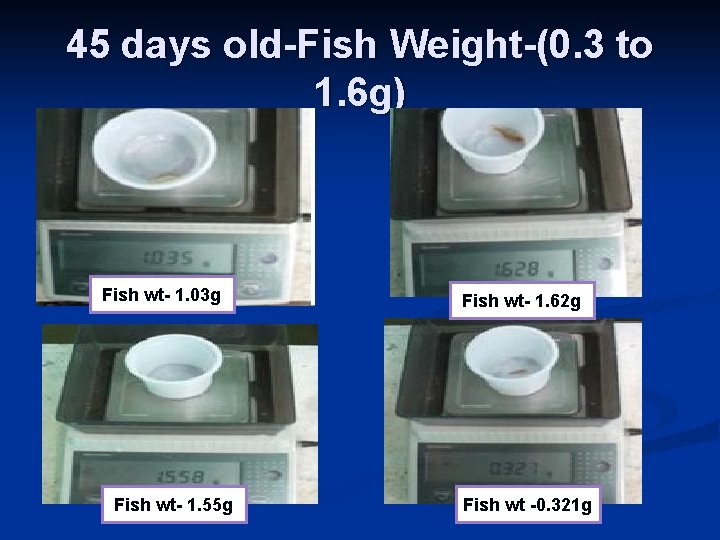 45 days old-Fish Weight-(0. 3 to 1. 6 g) Fish wt- 1. 03 g