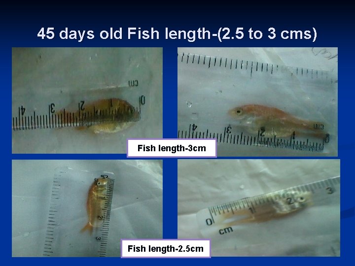 45 days old Fish length-(2. 5 to 3 cms) Fish length-3 cm Fish length-2.