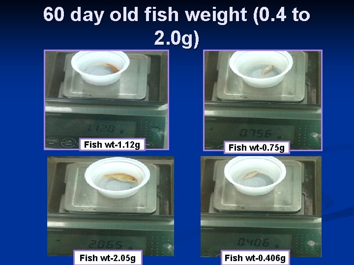 60 day old fish weight (0. 4 to 2. 0 g) Fish wt-1. 12