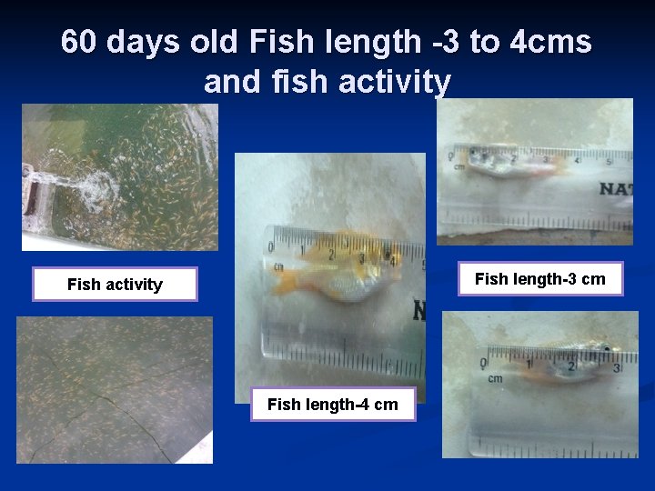 60 days old Fish length -3 to 4 cms and fish activity Fish length-3
