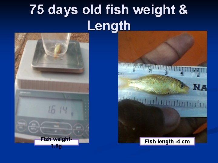 75 days old fish weight & Length Fish weight 1. 6 g Fish length