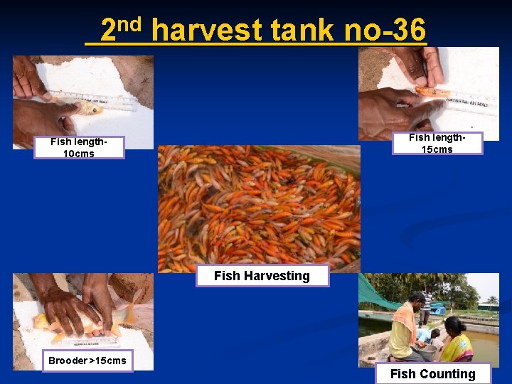 nd 2 harvest tank no-36 Fish length 15 cms Fish length 10 cms Fish