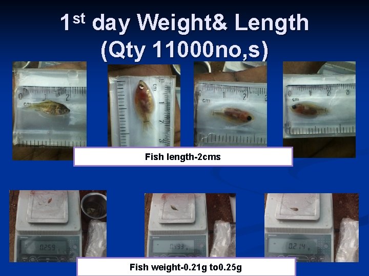 1 st day Weight& Length (Qty 11000 no, s) Fish length-2 cms Fish weight-0.