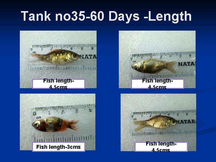 Tank no 35 -60 Days -Length Fish length 4. 5 cms Fish length-3 cms