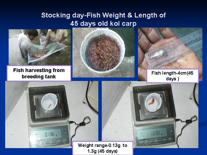 Stocking day-Fish Weight & Length of 45 days old koi carp Fish harvesting from