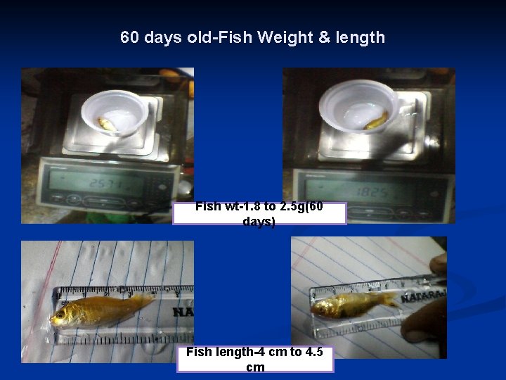 60 days old-Fish Weight & length Fish wt-1. 8 to 2. 5 g(60 days)