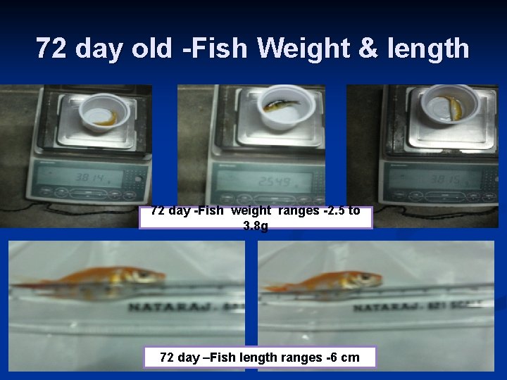 72 day old -Fish Weight & length 72 day -Fish weight ranges -2. 5