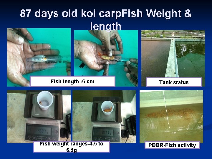 87 days old koi carp. Fish Weight & length Fish length -6 cm Fish