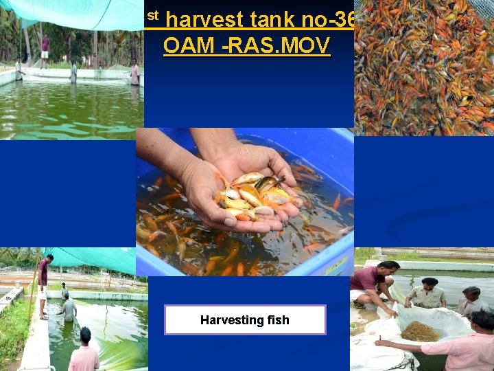 1 st harvest tank no-36 OAM -RAS. MOV Harvesting fish 