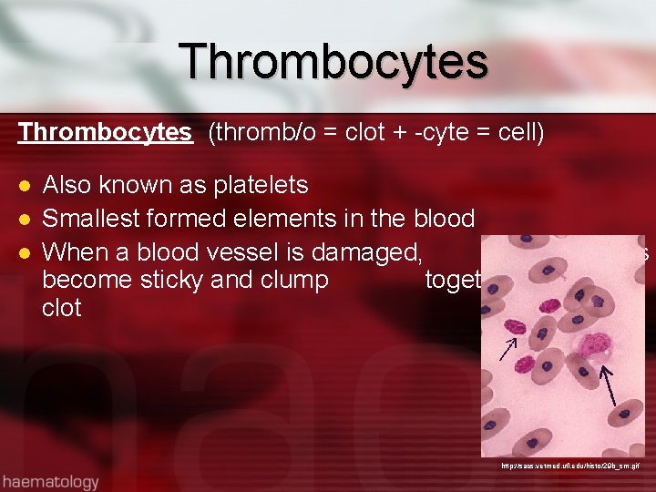 Thrombocytes (thromb/o = clot + -cyte = cell) l l l Also known as