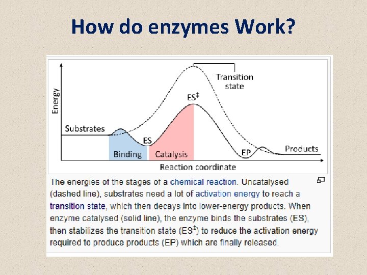 BIOC 231 Enzyme thermodynamics Dr Ayat B AlGhafari