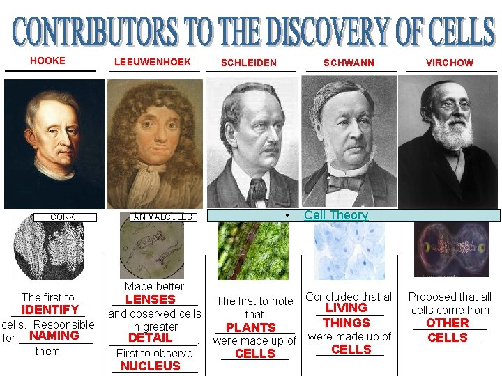 HOOKE _______ CORK The first to IDENTIFY ______ cells. Responsible NAMING for ______ them