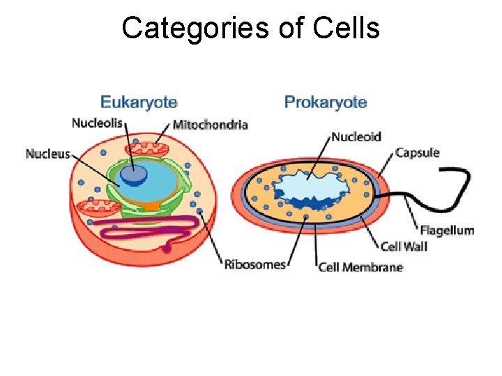 Categories of Cells 