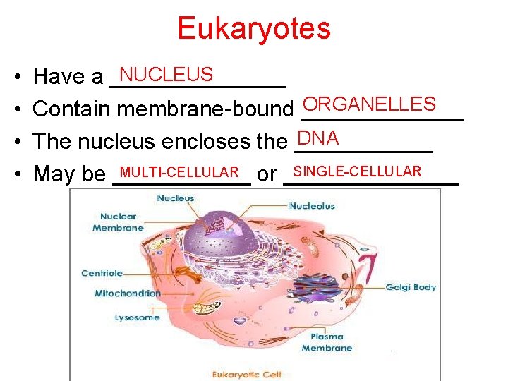 Eukaryotes • • NUCLEUS Have a _______ ORGANELLES Contain membrane-bound _______ DNA The nucleus
